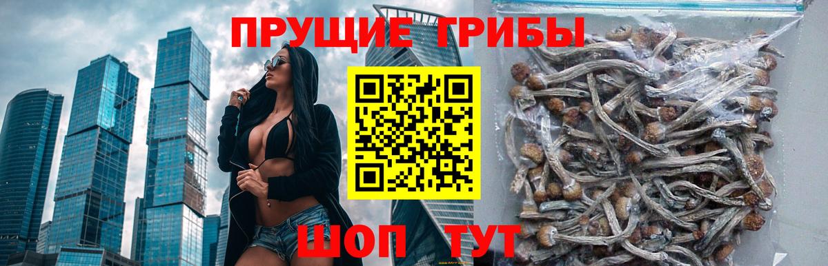 Псилоцибиновые грибы Psilocybe Ейск